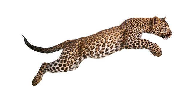 Leopard mid-leap with spotted fur and long tail