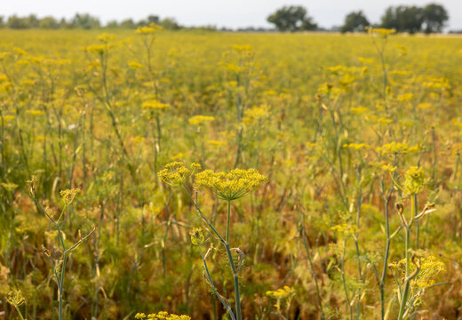 Fields of blooming fennel on the Plateau of Valensole. Provence, France.
