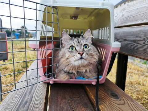 A fluffy cat sits inside an open plastic cat carrier on a wooden bench outdoors. Perfect for veterinary clinic marketing, pet travel blogs, and animal care guides.