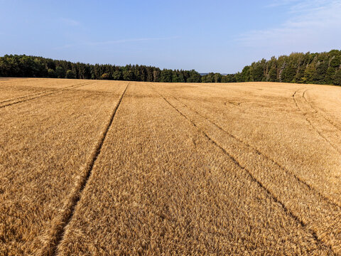 Golden Wheat Field with Tractor Tracks Stretching Across Agricultural Farmland Under a Clear Summer Sky