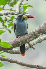 Obraz premium beautiful colored plate-billed mountain toucan (Andigena laminirostris) sitting n the branch very near in the cloud forest