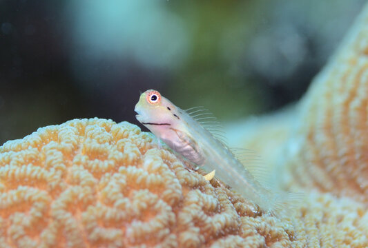 Cute Rockskipper Blenny (Istiblennius edentulus)