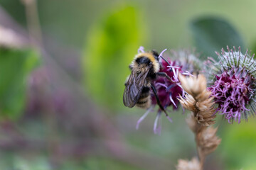 bumblebee collects nectar on a flower   © Natasha