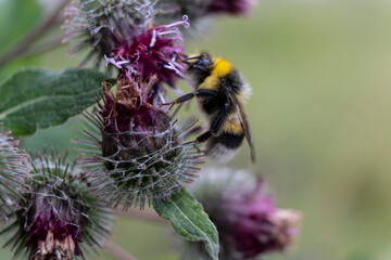 bumblebee collects nectar on a flower   © Natasha