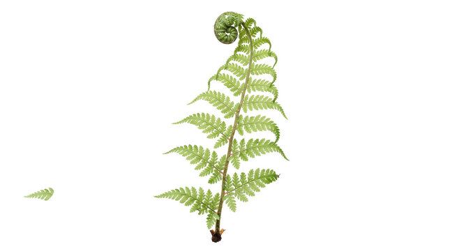 Green fern frond with unfurling fiddlehead, fresh botanical leaf on white, organic forest plant detail for nature design and wellness branding isolated PNG with Transparent Background