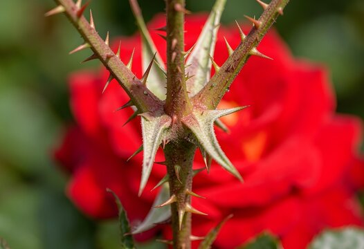 Rose thorns in sharp macro focus, bloom blurred behind
