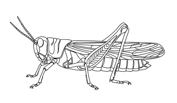 Continuous one line drawing of locust insect with long antennae, wings, and powerful legs, minimalist black vector line art illustration