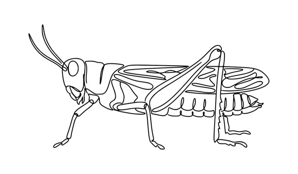 Minimalist continuous line locust insect illustration with detailed wings, antennae, and long legs, black vector drawing on white