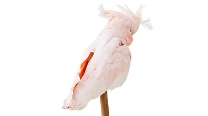 Salmon-crested cockatoo perched on a wooden stick © Clementine
