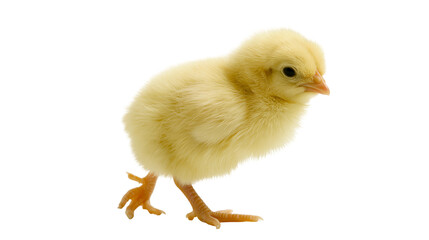 Fluffy yellow chick with orange legs and beak © Clementine