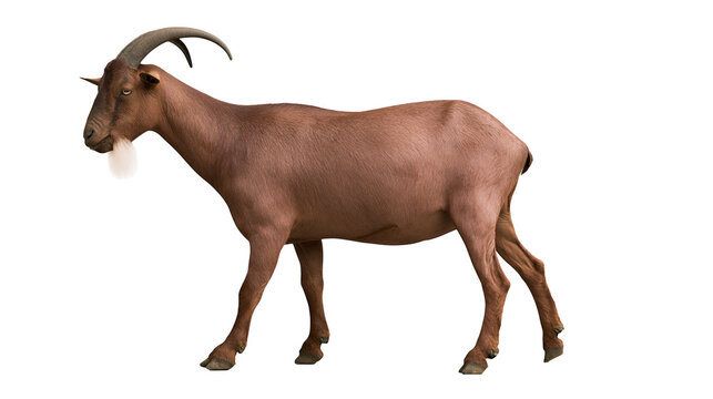 Brown goat with curved horns and white beard