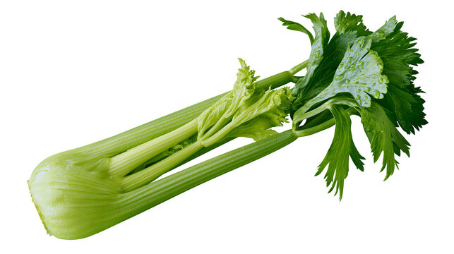 Fresh green celery stalks with leaves