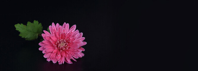 Beautiful pink chrysanthemum flower with water drops on dark background with copy space. Elegant floral banner ideal for greetings, spa, cosmetics, and autumn designs. © Mariia
