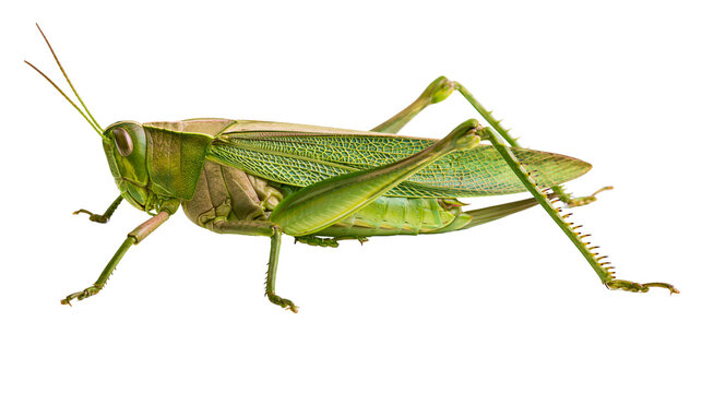 Green grasshopper with detailed wings and spiky legs