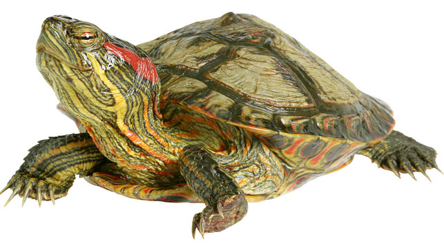 Red-eared slider turtle with yellow and green stripes and red markings