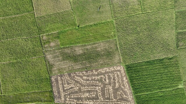 unique rice field box pattern