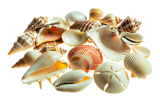 Pile of assorted sea shells. Collection of various marine mollusks isolated on white background.