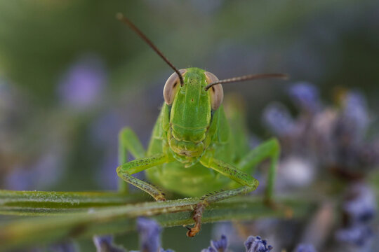 grasshopper on a branch.