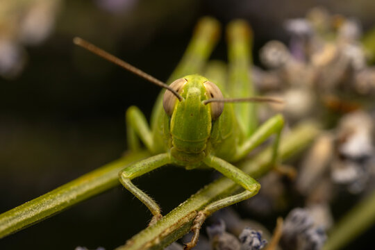 grasshopper on a branch.