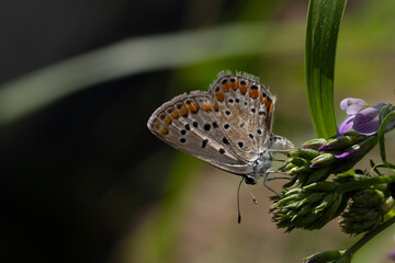 butterfly on a flower © Mehmet
