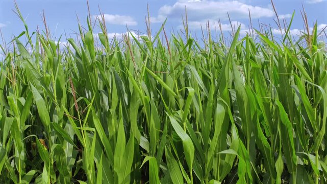 Gr&uuml;nes Maisfeld (Zea mays) im Sommer vor blauem Himmel