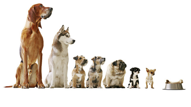 Various dog breeds and sizes sitting in a row