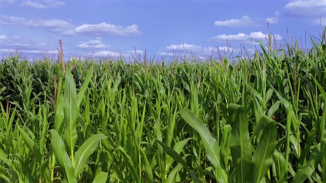 Gr&uuml;nes Maisfeld (Zea mays) im Sommer vor blauem Himmel