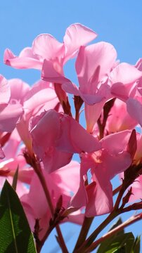 Vertical video of blooming oleander in backlight against a blue sky. Crete, Greece