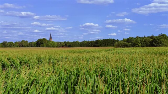 Gr&uuml;nes Maisfeld (Zea mays) im Sommer vor blauem Himmel, bei St. Ottilien, Eresing, Bayern, Deutschland