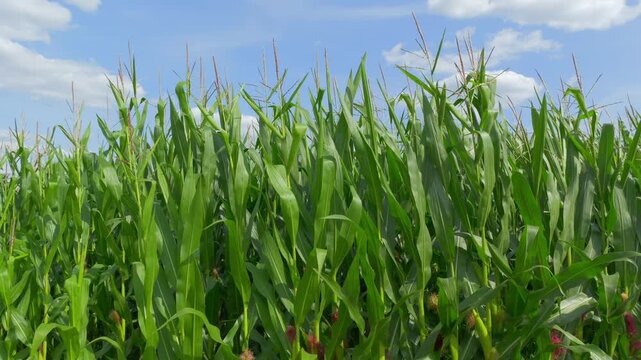 Gr&uuml;nes Maisfeld (Zea mays) im Sommer vor blauem Himmel