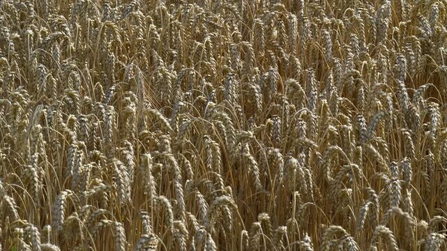 Weizenfeld mit reifen &Auml;hren im Sommer bewegen sich im Wind
