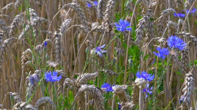 Kornblumen in einem Weizenfeld bewegen sich im Wind