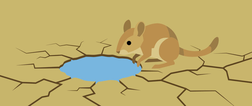 Cute Jerboa Mouse Drinking Water in Cracked Dry Desert Ground