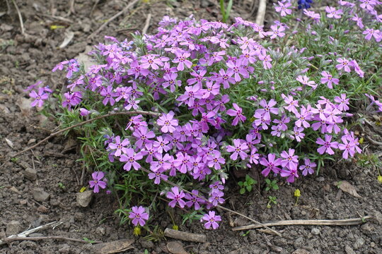Pink flowers of phlox subulata in April