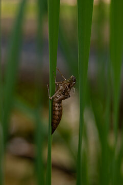larva of a dragonfly sits on the stem of a plant 