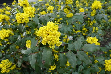 Obraz premium Yellow flowers and buds of Berberis aquifolium in April
