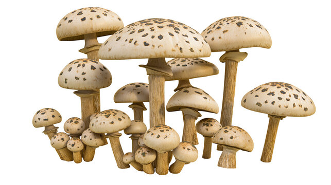Cluster of Spotted Amanita Mushrooms with Cream Caps and Brown Spots