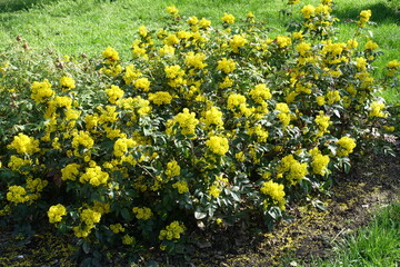 Obraz premium Yellow flowers and buds of Berberis aquifolium in April