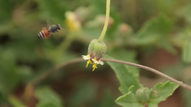 bee on a flower