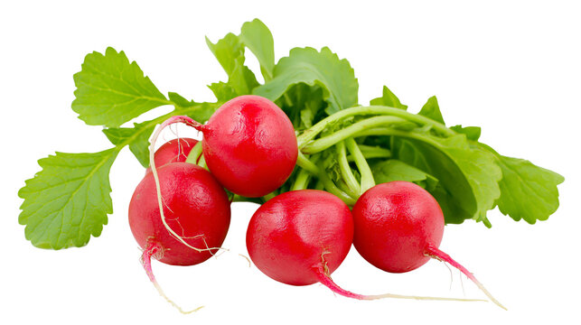 Fresh red radishes with green leaves and roots