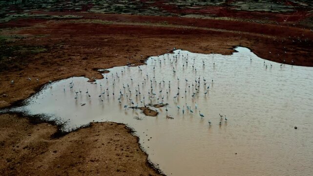 A flock of wild brolgas gathers around a small waterhole as it slowly dries up during drought conditions in the Australian outback. The elegant Australian cranes wade through the shallow water.