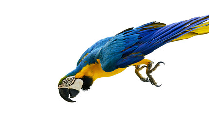 Blue and yellow macaw parrot flying with wings spread © Lysander