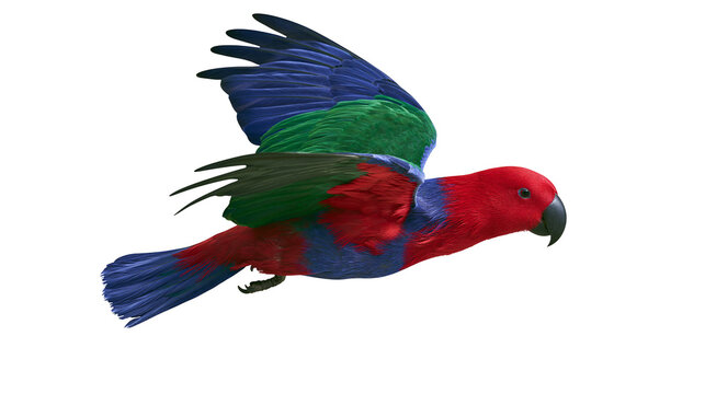 Eclectus parrot with red head green wings, and blue body in flight