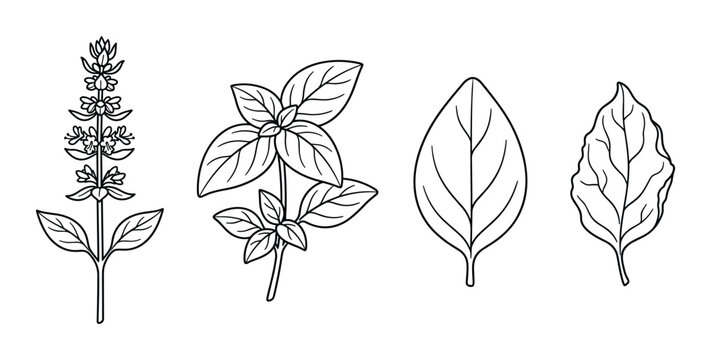 Hand-drawn basil herb sketches and botanical line art illustration set