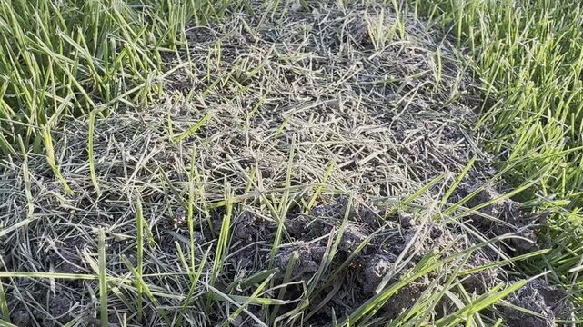 Close-up of an active ant mound in a grassy lawn with ants moving around the entrance.