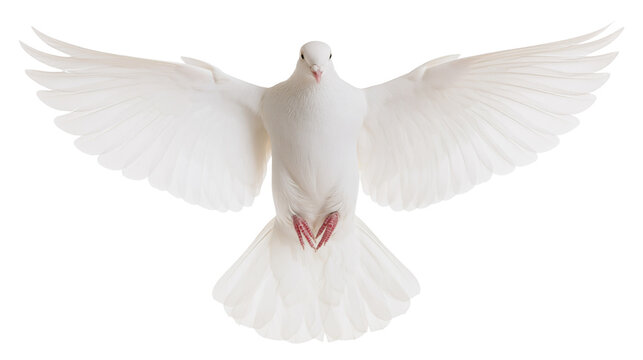 White dove with wings spread open