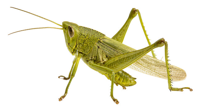 Green grasshopper insect with detailed body and wings