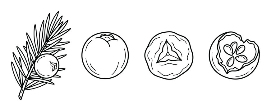 Juniper berry sprig and fruit botanical line art sketches on white.