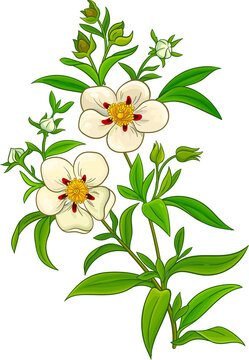Cistus Plant with Flowers and Leaves Colored Detailed Illustration. Essential oil ingredient for  health care, alternative medicine. 