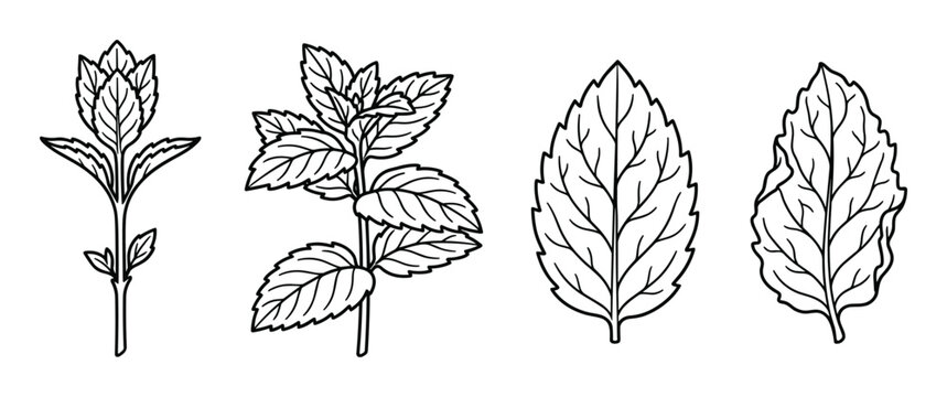 Minimalist black and white mint herb foliage sketch on white background